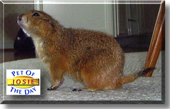 Josie, the Pet of the Day