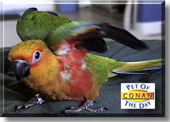 Conan the Birdarian, the Pet of the Day