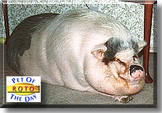 Roto, the Pet of the Day