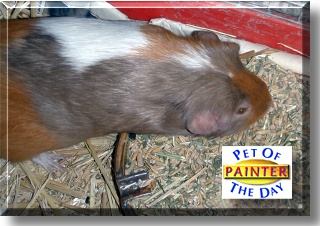 Painter, the Pet of the Day