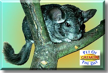 Gremlin, the Pet of the Day