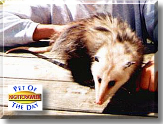 Nightcrawler, the Pet of the Day