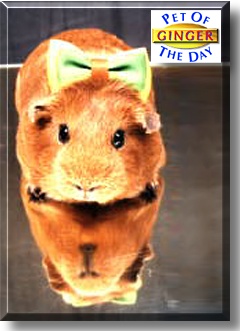 Ginger, the Pet of the Day