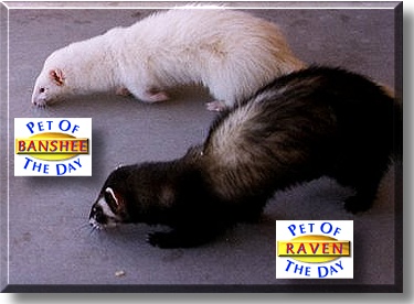 Banshee and Raven, the Pet of the Day