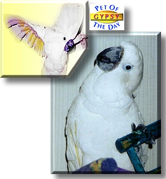 Gypsy, the Pet of the Day