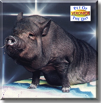 Veronica Mae Cunningham, the Pet of the Day