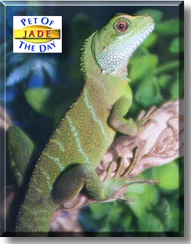 Jade, the Pet of the Day