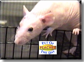 Peaches, the Pet of the Day