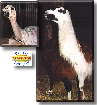 Mancha, the Pet of the Day