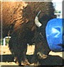 Dunbar the Bison
