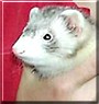 Maggie the Ferret