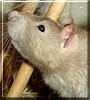 Wallnut the Rat