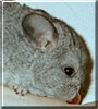 Cassiopeia the Chinchilla