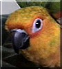 Conan the Jendaya Conure