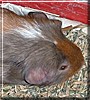 Painter the Guinea Pig