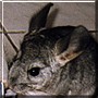 Ronald the Chinchilla