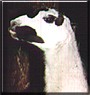 Mancha the Llama