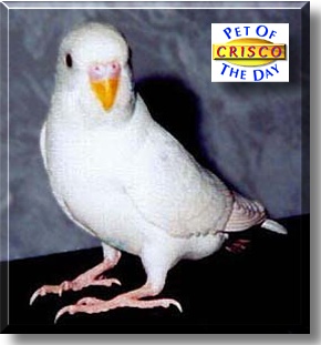 Crisco, the Pet of the Day