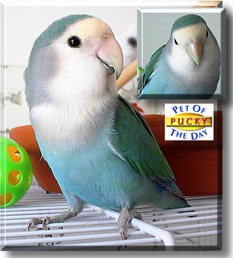 Pucky, the Pet of the Day