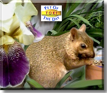 Tokusho, the Pet of the Day