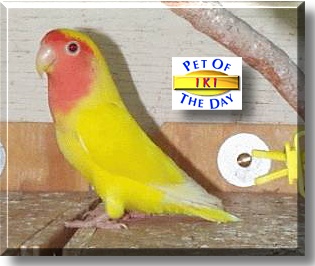 Iki Mango Manu, the Pet of the Day