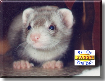 Sassy, the Pet of the Day