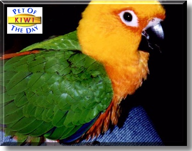Kiwi, the Pet of the Day