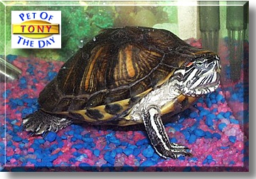 Tony, the Pet of the Day