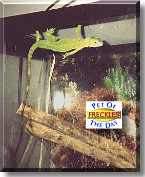 Freckles, the Pet of the Day