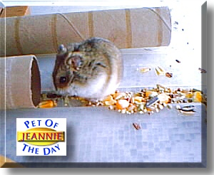 Jeannie, the Pet of the Day