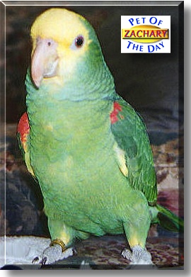 Zachary, the Pet of the Day