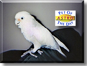 Astro, the Pet of the Day