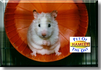 Hamlet, the Pet of the Day