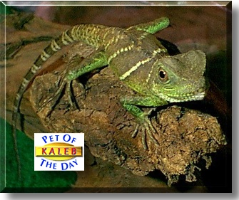 Kaleb, the Pet of the Day