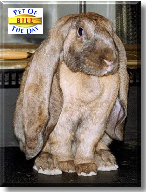 Bill, the Pet of the Day