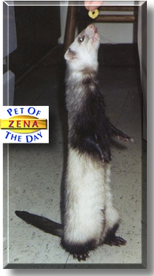 Zena, the Pet of the Day