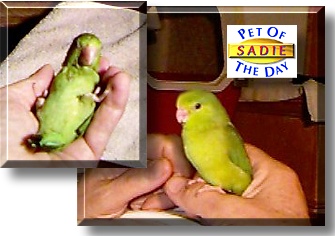 Sadie, the Pet of the Day