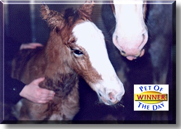 Winner, the Pet of the Day