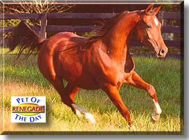 KV Renegade, the Pet of the Day