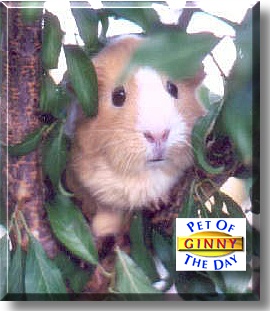 Ginny, the Pet of the Day