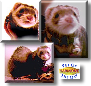 Harmony, the Pet of the Day