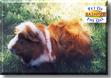 Bashful, the Pet of the Day