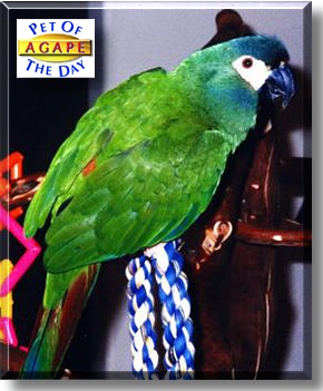 Agape, the Pet of the Day