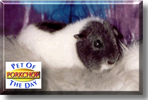 Porkchop, the Pet of the Day