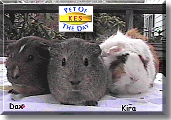 Kes, the Pet of the Day