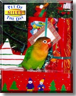 Niles, the Pet of the Day