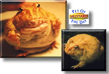 Mustard, the Pet of the Day