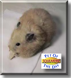 Squeakerz, the Pet of the Day