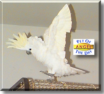 Angel, the Pet of the Day