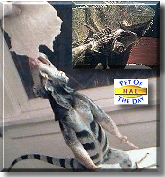 Hal, the Pet of the Day